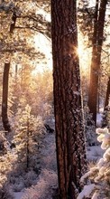 Новые обои на телефон скачать бесплатно: Деревья, Елки, Пейзаж, Снег, Зима.