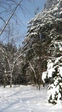 Деревья, Елки, Пейзаж, Снег, Зима