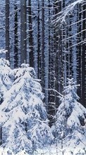 Новые обои 800x480 на телефон скачать бесплатно: Деревья, Елки, Пейзаж, Снег, Зима.