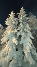 Новые обои на телефон скачать бесплатно: Деревья, Елки, Растения, Снег, Зима.
