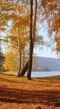 Новые обои на телефон скачать бесплатно: Деревья, Березы, Листья, Осень, Пейзаж.