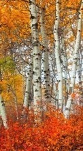 Новые обои на телефон скачать бесплатно: Деревья, Березы, Осень, Пейзаж.