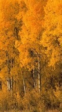Новые обои на телефон скачать бесплатно: Деревья, Березы, Осень, Пейзаж.