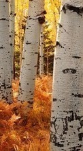 Деревья, Березы, Осень, Пейзаж для Samsung Champ E2652
