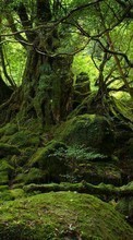 Деревья, Фэнтези, Пейзаж для Samsung Galaxy Star