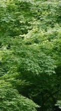 Деревья, Фон, Листья, Растения для HTC Salsa
