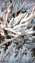 Деревья, Фон, Снег, Зима для Huawei Honor 4c