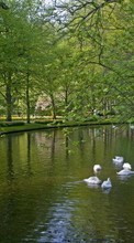 Деревья, Лебеди, Лодки, Пейзаж, Птицы, Река, Животные для Sony Ericsson Xperia X10 mini