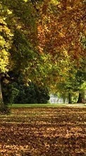 Деревья, Листья, Осень, Парки, Пейзаж для Apple iPhone 4