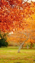 Новые обои на телефон скачать бесплатно: Деревья, Листья, Осень, Пейзаж.