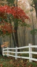Деревья, Листья, Осень, Пейзаж для Samsung Wave 723