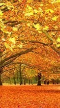 Новые обои на телефон скачать бесплатно: Деревья,Листья,Осень,Пейзаж.