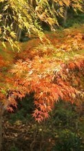 Деревья, Листья, Осень, Пейзаж для Sony Xperia T LT30i