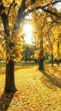 Новые обои на телефон скачать бесплатно: Деревья, Листья, Осень, Пейзаж, Солнце.