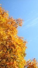 Новые обои на телефон скачать бесплатно: Деревья, Осень, Растения.