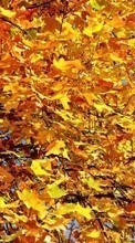 Новые обои 240x320 на телефон скачать бесплатно: Деревья, Листья, Осень, Растения.