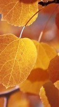 Новые обои на телефон скачать бесплатно: Деревья, Листья, Осень, Растения.