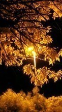 Деревья, Листья, Осень, Пейзаж для Samsung Galaxy Young 2