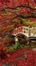 Деревья, Мосты, Осень, Пейзаж для Sony Xperia C