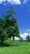 Новые обои на телефон скачать бесплатно: Деревья, Небо, Облака, Пейзаж.