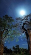Деревья,Ночь,Пейзаж