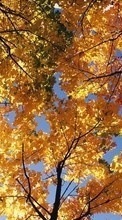 Новые обои 1080x1920 на телефон скачать бесплатно: Деревья, Осень, Пейзаж.
