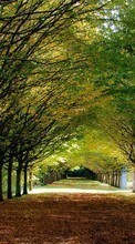 Деревья, Осень, Пейзаж для Sony Ericsson K800