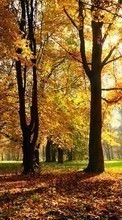 Деревья, Осень, Пейзаж для Sony Ericsson Yendo