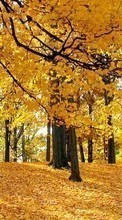 Деревья, Осень, Пейзаж для Micromax D303