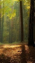 Деревья, Осень, Пейзаж для HTC Desire C