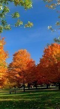 Деревья, Осень, Пейзаж
