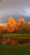 Деревья, Осень, Пейзаж для HTC Hero