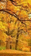 Деревья,Осень,Пейзаж для Nokia 225