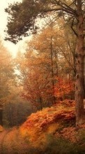 Новые обои на телефон скачать бесплатно: Деревья,Осень,Пейзаж.