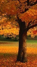 Деревья, Осень, Пейзаж для OnePlus 8 Pro