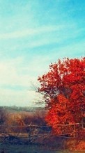 Деревья,Осень,Пейзаж для HTC One M9 Plus