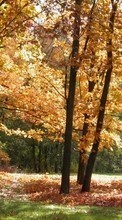 Новые обои на телефон скачать бесплатно: Деревья,Осень,Пейзаж.