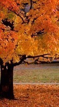 Деревья,Осень,Пейзаж для HTC ChaCha