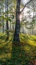 Деревья,Осень,Пейзаж для Samsung B3210