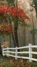 Деревья, Осень, Пейзаж для Motorola Milestone