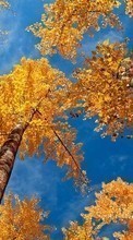 Новые обои 240x320 на телефон скачать бесплатно: Деревья, Осень, Пейзаж.