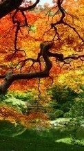 Новые обои 1080x1920 на телефон скачать бесплатно: Деревья, Осень, Пейзаж, Растения.