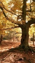 Новые обои 1080x1920 на телефон скачать бесплатно: Деревья, Осень, Пейзаж, Растения.