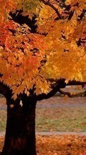 Новые обои на телефон скачать бесплатно: Деревья, Осень, Пейзаж, Растения.