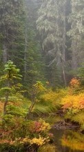 Деревья, Осень, Пейзаж, Река для Sony Ericsson Xperia PLAY