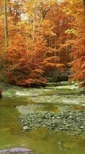 Деревья, Осень, Пейзаж, Река для OnePlus 8 Pro