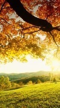 Новые обои на телефон скачать бесплатно: Деревья, Осень, Пейзаж, Солнце.
