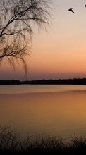 Деревья, Озера, Пейзаж, Солнце, Закат для Samsung Galaxy J1