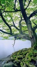 Деревья, Озера, Пейзаж, Вода для LG Optimus L7 2 P715