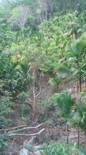 Деревья, Пальмы, Пейзаж для HTC Sensation